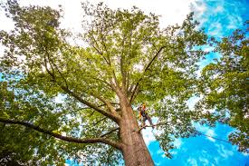 Reliable Chamblee, GA Tree Services Solutions